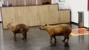 Chuột lang capybara bất ngờ xuất hiện trong phiên họp của các nhà lập pháp Brazil