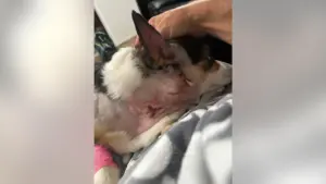 Vụ Tấn Công Chó Ở Washington Làm Hai Con Corgi Bị Thương Nặng, Gia Đình “Tuyệt Vọng”