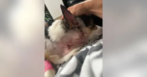 Vụ Tấn Công Chó Ở Washington Làm Hai Con Corgi Bị Thương Nặng, Gia Đình “Tuyệt Vọng”