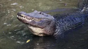 Con trai nạn nhân cá sấu tấn công ở Florida: Khách du lịch và TikToker làm cá sấu liều lĩnh hơn
