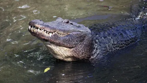Con trai nạn nhân cá sấu tấn công ở Florida: Khách du lịch và TikToker làm cá sấu liều lĩnh hơn