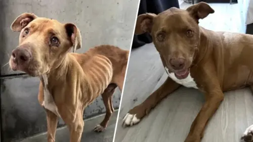 Chú Chó Jordan Tìm Được Mái Ấm Vĩnh Cửu Nhờ “Foster Fail”