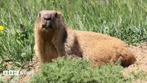 Chuột núi marmots gặp khó khăn tài chính, chuyển sang OnlyFans