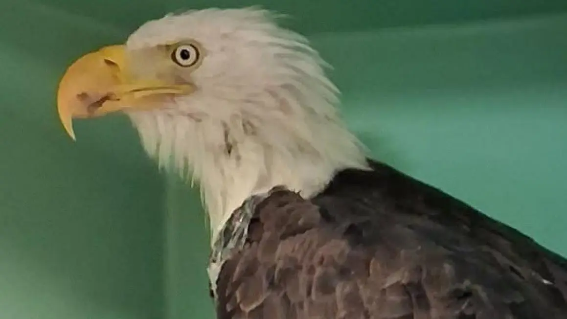 Trung tâm Ojai Raptor Center thông báo tình hình sức khỏe đáng lo ngại của đại bàng Jackie