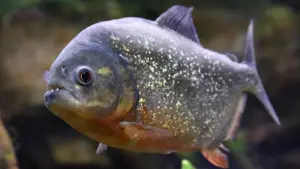 Bé trai câu được cá piranha tại Pennsylvania, làm dấy lên cảnh báo về việc thả thú cưng ngoại lai
