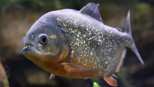 Bé trai câu được cá piranha tại Pennsylvania, làm dấy lên cảnh báo về việc thả thú cưng ngoại lai