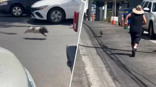 He escaped from his owner, a pig was seen running loose in West Hollywood