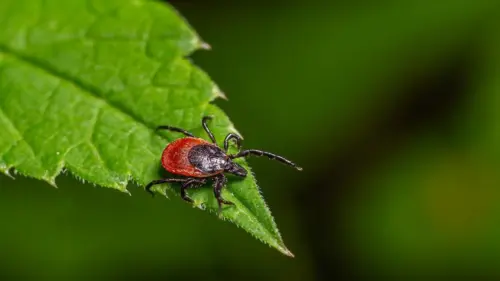 Bệnh sốt thỏ (Tularemia) nguy hiểm lây qua ve bọ cắn lan rộng ở Long Island