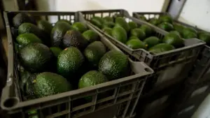 Xuất khẩu bơ Mexico sang Hoa Kỳ bị đình chỉ lần nữa