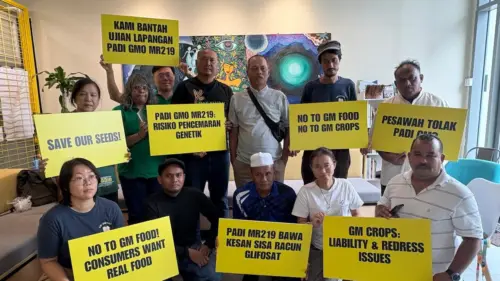 Nông dân Malaysia phản đối thử nghiệm lúa biến đổi gen