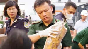 Cơ quan chức năng Việt Nam phát hiện hơn một tấn ngà voi bị giấu, tuồn lậu từ châu Phi