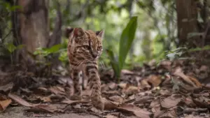 Thế giới có thêm một loài mèo mới siêu dễ thương sau hơn một thế kỷ