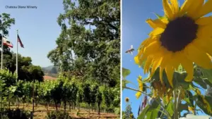 Hầm rượu ở Healdsburg thay thế cây nho bằng hàng ngàn đóa hướng dương giữa lúc ngành công nghiệp gặp khó khăn