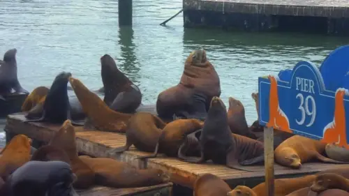 Sư tử biển Steller khổng lồ xuất hiện trên bến tàu Pier 39 ở San Francisco