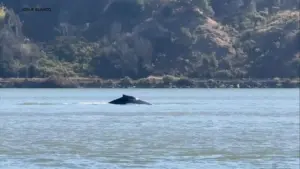 Cá Voi Humpback Lạc Vào Sông Sacramento Đang Trên Đường Trở Về Vịnh San Francisco