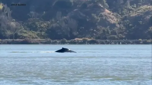 Cá Voi Humpback Lạc Vào Sông Sacramento Đang Trên Đường Trở Về Vịnh San Francisco