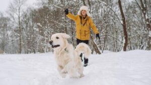 Chuyên gia thú y giải thích về những gì cần biết về an toàn mùa đông cho chó