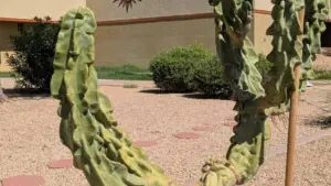 Bài học từ chương trình tài khoản tiết kiệm giáo dục của Arizona cho các gia đình Texas