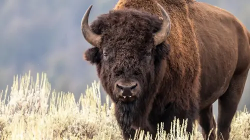 Giám đốc Sở Công viên Quốc gia ca ngợi sự phục hồi của đàn bò rừng bison tại Yellowstone là ‘câu chuyện bảo tồn đáng kinh ngạc’