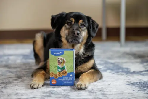 Girl Scout Ra Mắt Bánh Quy Cho Chó Và Người Dị Ứng