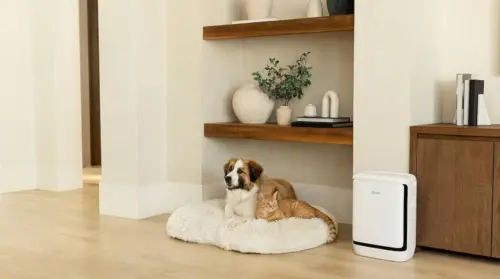 Máy lọc không khí mới của Levoit dành cho mùi hôi thú cưng trong căn hộ