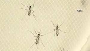 Quận Los Angeles: Ca nhiễm West Nile lên mức cao nhất trong 10 năm