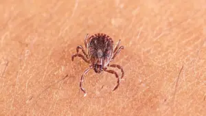 Các nhà khoa học Trung Quốc phát hiện virus mới lây qua ve