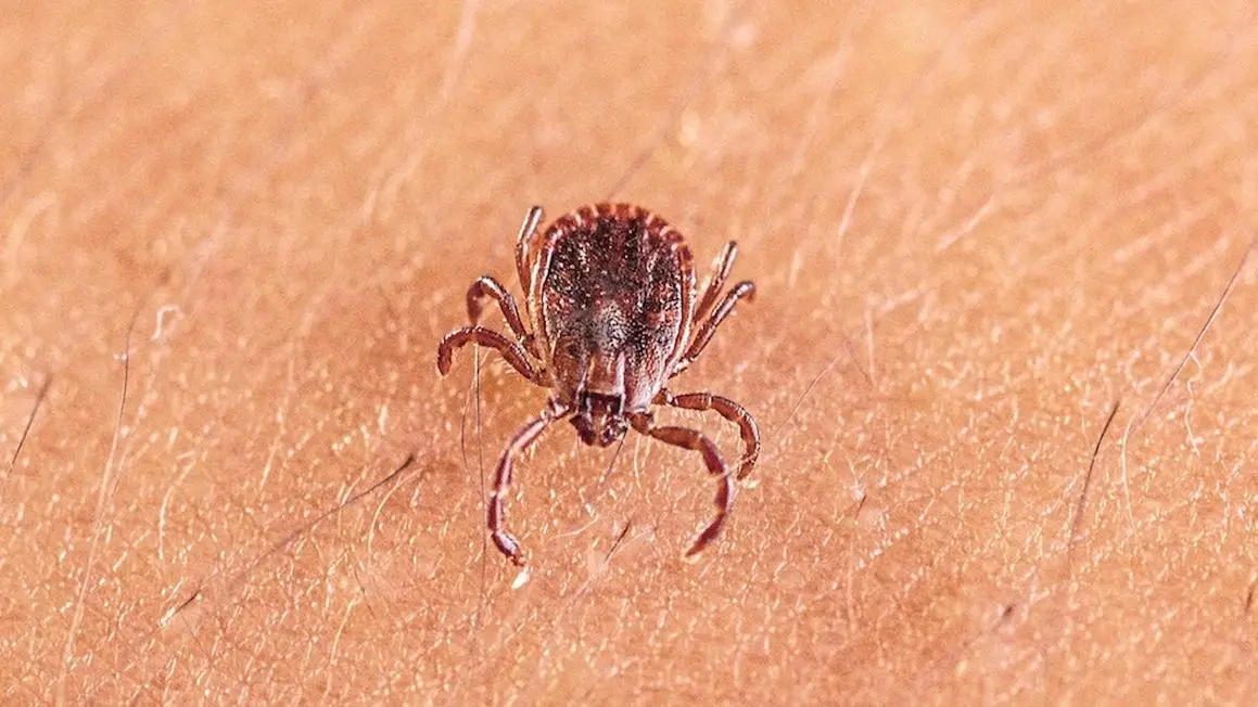 Các nhà khoa học Trung Quốc phát hiện virus mới lây qua ve