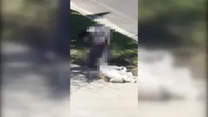 ‘Bà Già Mắc Bệnh’ ở Brentwood: Cư Dân Cho Biết Một Phụ Nữ Đã Đi Vệ Sinh Nơi Công Cộng Nhiều Năm