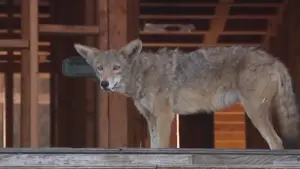 Coyotes rời khỏi công trường xây dựng ở West Hollywood, nhưng vẫn còn trong khu vực lân cận