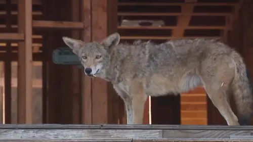 Coyotes rời khỏi công trường xây dựng ở West Hollywood, nhưng vẫn còn trong khu vực lân cận