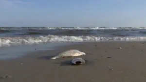 Bờ Biển Texas Chú Ý: Thủy Triều Đỏ Xuất Hiện Tại Bolivar Peninsula, Galveston Island, Có Báo Cáo Cá Chết