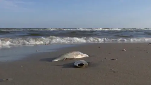 Bờ Biển Texas Chú Ý: Thủy Triều Đỏ Xuất Hiện Tại Bolivar Peninsula, Galveston Island, Có Báo Cáo Cá Chết