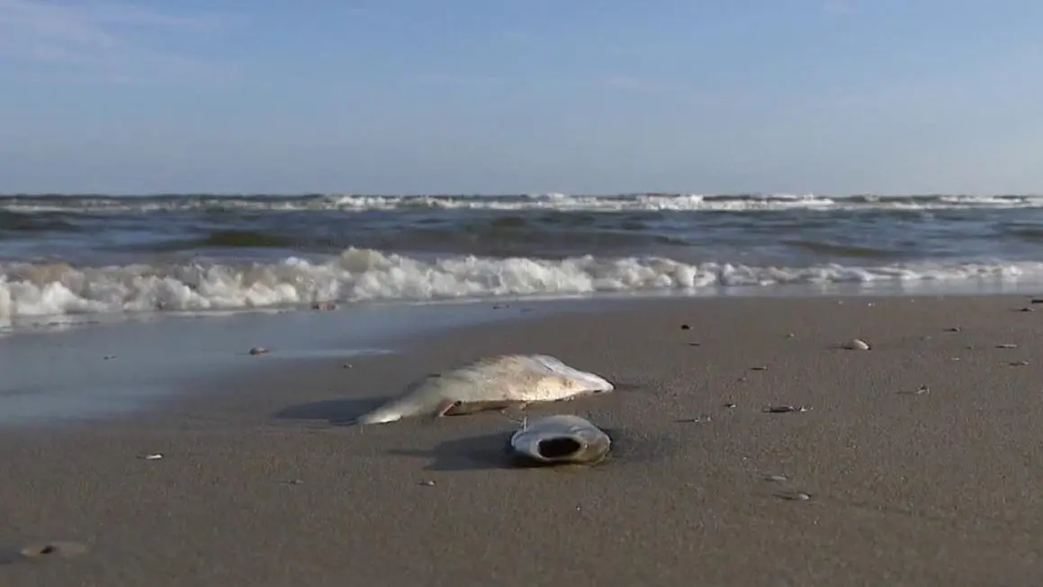 Bờ Biển Texas Chú Ý: Thủy Triều Đỏ Xuất Hiện Tại Bolivar Peninsula, Galveston Island, Có Báo Cáo Cá Chết