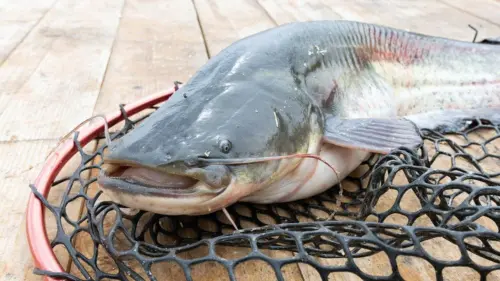Ngư dân West Virginia lập kỷ lục câu được cá trê xanh nặng 72.75 pound