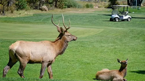 Nai – Tượng Hươu Đực ‘Smash’ Tại Colorado Gây Sóng Gió, Đuổi Xe Tải và Xe Golf