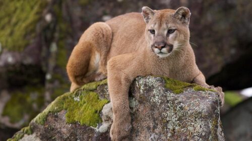 Người đàn ông ở Wyoming đá sư tử núi vào mặt để cứu chó cưng