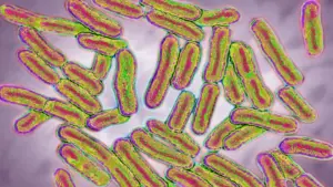 Sáu người chết, 30 người nhập viện vì ngộ độc thực phẩm do Salmonella