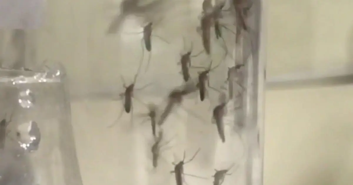 Virus West Nile Bùng Phát tại Quận Los Angeles, Chiến dịch Phun thuốc Diệt Muỗi Được Triển Khai