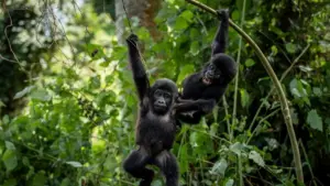 Người dân Uganda trồng cây gần vườn quốc gia để ngăn người dân xâm nhập môi trường sống của khỉ đột