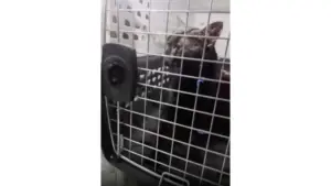 Người hùng “Catman” giải cứu thành công chú mèo mắc kẹt trên đảo Long