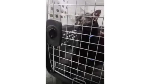 Người hùng “Catman” giải cứu thành công chú mèo mắc kẹt trên đảo Long