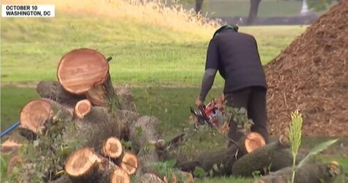 Bộ Tư pháp nói với thẩm phán rằng sân golf sẽ không đóng cửa, mặc dù Tổng Thống Trump nhấn mạnh sau khi cây bị chặt