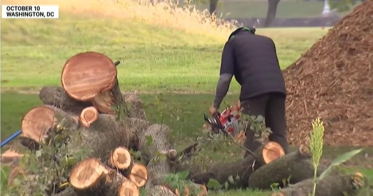 Bộ Tư pháp nói với thẩm phán rằng sân golf sẽ không đóng cửa, mặc dù Tổng Thống Trump nhấn mạnh sau khi cây bị chặt
