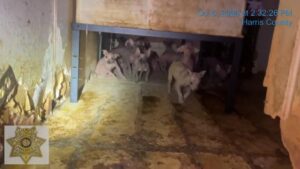 45 Chó Chihuahua Được Giải Cứu Khỏi Nhà Di Động Ở Bắc Houston