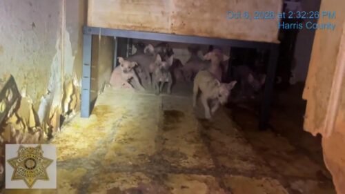 45 Chó Chihuahua Được Giải Cứu Khỏi Nhà Di Động Ở Bắc Houston