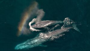 Ngôi sao ‘Moana’ Auli’i Cravalho tường thuật phim tài liệu mới của National Geographic về bảo vệ đại dương