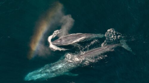 Ngôi sao ‘Moana’ Auli’i Cravalho tường thuật phim tài liệu mới của National Geographic về bảo vệ đại dương