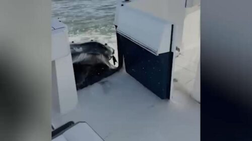 Cá Voi Húc Va Vào Thuyền Ngoài Khơi Long Island, New York
