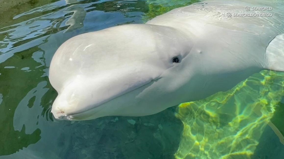 Cá voi Beluga Thứ Sáu Cứu Từ Canada Chết Tại SeaWorld San Diego